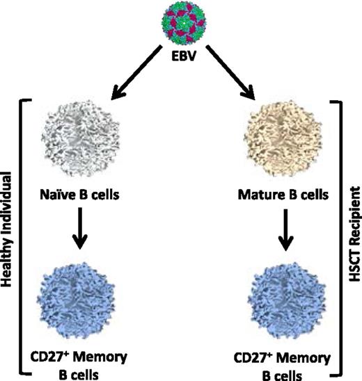 Alternative routes of EBV infection of B cells in immunocompetent and immunocompromised individuals. In healthy individuals, EBV-infected naïve B cells are driven to differentiate into memory cells within the germinal center. By contrast, HSCT recipients have poor germinal center responses for several months after transplant. Therefore, it is proposed that EBV either infects memory B cells present in the graft or newly emerging mature B cells that have recently differentiated from donor stem cells. In this latter scenario, it is unclear whether EBV infects naïve B cells and then drives them to differentiate into memory or directly infects rare memory B cells.