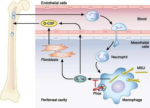 MSU crystals injected i.p. are taken up by macrophages and induce secretion of IL-1α. IL-1α stimulates production of G-CSF (here by fibroblasts and endothelial cells), which causes release of neutrophils from bone marrow to blood and further to tissue. NADPH oxidase (Phox), a normal constituent of macrophages (and neutrophils), reduces the amount of IL-1α secreted from macrophages; consequently, it reduces the production of G-CSF and the mobilization of neutrophils from bone marrow and their recruitment to the site of inflammation, where they may activate macrophages further. Professional illustration by Patrick Lane, ScEYEnce Studios.