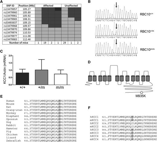 Figure 2. Identification of a missense mutation in the cytoplasmic domain of Kcc1. (A) Fine SNP mapping of 55 mice at 10 SNP markers localized in the RBC10 mutation between 105.92 and 109.15 Mb on chromosome 8. Light gray, homozygous for BALB/c; dark gray, heterozygous for BALB/c and C57BL/6; black, homozygous for C57BL/6. (B) DNA sequence results showing the T to A base substitution of Kcc1. (C) Quantitative reverse transcriptase-PCR for Kcc1 mRNA expression in the spleen. Mean ± SD for 3 age-matched mice of each genotype. (D) Schematic of Kcc1 protein showing the M935K mutation. (E) The M935 residue and adjacent amino acids display significant homology across vertebrate evolution, and (F) the human and mouse KCC family members.
