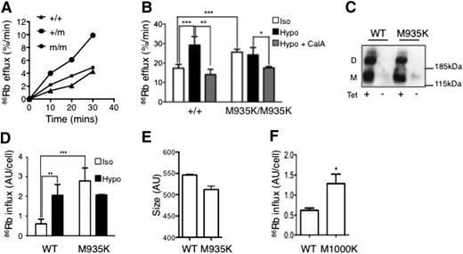 Figure 3. The M935K mutation increases KCC1 cotransporter activity. (A) 86Rb efflux over time for red blood cells in isotonic conditions in the presence of oubain and bumetanide. (B) 86Rb efflux assays demonstrating increased efflux from Kcc1M935K/M935K red cells in isotonic (iso) but not hypotonic (hypo) conditions and is reversible by the phosphatase inhibitor, calyculin A (CalA). Mean ± SD representative of 2 independent experiments from 3 mice of each genotype. (C) Western blot (anti-HA) from HEK293 cells transfected with tetracycline-inducible vector expressing wild-type (WT) or M935K mutant hemagglutinin (HA)-tagged Kcc1. (D) 86Rb influx over 2 minutes in HEK293 cells expressing WT or M935K Kcc1. Results are the mean ± SD of 3 independent experiments of cells grown in duplicate relative to the non–tetracycline-induced cells. (E) Size of HEK293 cells expressing WT or M935K Kcc1 measured by forward scatter. Results are the mean ± SD of 3 independent experiments of cells grown in tetracycline. (F) 86Rb influx over 2 minutes in HEK293 cells expressing WT or M1000K HA-tagged Kcc3 in isotonic conditions. Results are the mean ± SD of 2 independent experiments of cells grown in duplicate. Student t test: *P < .05; **P < .01; ***P < .001.