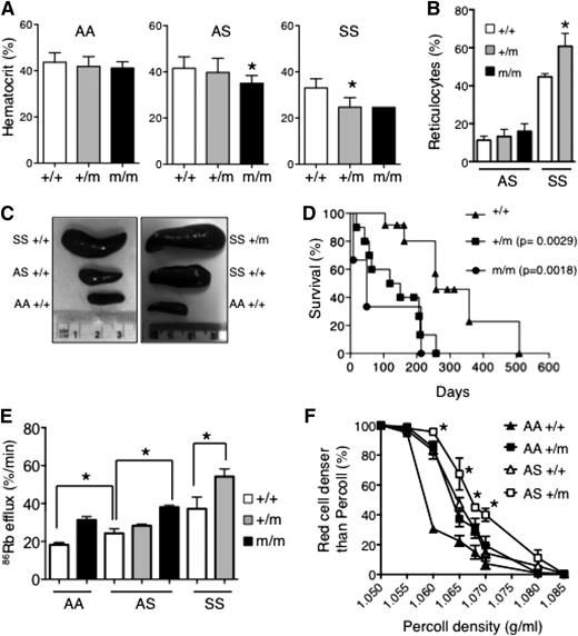 Figure 5. Effect of Kcc1 activation in sickle cell disease. (A) Hematocrits of 10-week-old mice. Mean ± SD of ≥5 mice for each genotype except HbSSKcc1M935K/M935K, which was a single animal. *P < .05 compared with Kcc1+/+. (B) Percent reticulocytes in peripheral blood measured by thiazole orange. Mean ± SD of ≥3 mice for each genotype. *P < .05 compared with sickle homozygous (SS) Kcc1+/+. (C) Representative spleens from 10-week-old mice with the stated genotypes. (D) Survival curves of homozygous sickle mice that are wild-type (+/+), heterozygous (+/m), or homozygous (m/m) for Kcc1M935K. P values compared with Kcc1+/+ mice were calculated using the log-rank (Mantel-Cox) test. (E) 86Rb efflux from red cells of transgenic mice expressing wild-type adult human β-globin (AA), heterozygous for sickle cell mutation (AS), or homozygous for sickle cell mutation (SS) that are wild type (+/+), heterozygous (+/m), or homozygous (m/m) for Kcc1M935K. *P < .05 compared with Kcc1+/+. (F) Effect of heterozygous Kcc1M935K (+/m) on red cell densities of wild-type (AA), and heterozygous sickle (AS) mice determined by centrifugation through Percoll mixture of defined density. Student t test: AS+/m compared with AS+/+, *P < .05.
