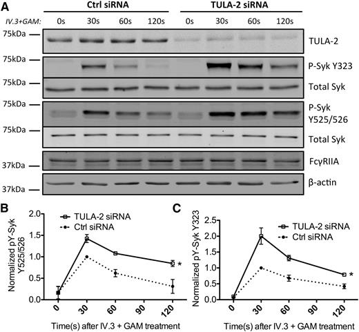 Figure 2. TULA-2 dephosphorylates Syk in FcγRIIA pathway. The 50 nM anti–TULA-2 siRNA or scrambled siRNA was transiently transfected into HEL cells via nucleofection. Cells were then treated with anti-FcγRIIA clone IV.3 antibody and goat anti-mouse antibody Fab’2 (GAM) at 10 and 30 µg/mL, respectively, under stirring conditions at 37°C to crosslink and activate FcγRIIA for the indicated time. (A) At the 48-hour end point, cells were lysed, and protein was immunoblotted for TULA-2 and phosphorylated Syk at tyrosine 525/526 and 323, total Syk, FcγRIIA, and β-actin. (B-C) Phosphorylated Syk at tyrosine 525/526 and tyrosine 323 was normalized to total Syk and was plotted as mean ± standard deviation against time for the anti–TULA-2 siRNA and scrambled siRNA control groups (*P < .05, n = 5 for Y323, and n = 3 for Y525/526, 2-way analysis of variance).