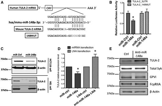 Figure 3. miR-148a targets 3′UTR of TULA-2 mRNA and downregulates protein expression. (A) Schematic representation of miR-148a and 3′UTR of TULA-2 mRNA interaction. TULA2_148MUT construct was made by mutating 5 of the 7 nucleotides in the miR-148a binding seed region on TULA-2 3′UTR. Mouse TULA-2 mRNA (Ubash3b) varies by 2 nucleotides outside of the seed region from the human ortholog. (B) Luciferase reporter plasmids containing wild-type 3′UTR of TULA-2 or 148MUT was cotransfected into HCT116-Dicer-KO cells with β-galactosidase expression vector and miR-148a-3p mimic or scrambled miRNA control for 24 hours. Bar graph was plotted as normalized. (n = 3, *P < .05). (C) The 60 nM miR-148a-3p or control miRNAs were transfected into HCT-116-Dicer-KO cells or HEL cells by lipofectamine 2000 for 48 hours. TULA-2 protein level was blotted by western blotting. (D) HCT-116-Dicer-KO cells were transfected with 60 nM miR-148a-3p mimic, scrambled miRNA control, anti-miR-148a-3p LNA, or scrambled LNA control by lipofectamine 2000. RNA was isolated 48 hours after transfection, and TULA-2 mRNA expression was determined by quantitative RT-PCR (For miRNA overexpression, n = 3, *P < .05. for LNA transfection, n = 4, *P < .05). (E) HEL cells were transfected with 100 nM anti–miR-148a or scrambled anti-miR for 48 hours. TULA-2, total Syk, GPVI, and FcγRIIA protein level was detected by immunoblotting.