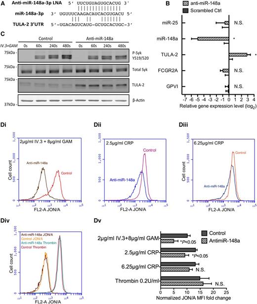 Figure 4. Anti–miR-148a LNA de-represses TULA-2 expression and inhibits ITAM-Syk signaling in vivo. (A) Sequence of the 15-nucleotide anti–miR-148a-3p LNA used to inhibit mmu-miR-148a-3p in vivo. (B) RNA expression analysis of bone marrow from B6.IIA mice treated with anti–miR-148a LNA or scrambled LNA control by quantitative RT-PCR. Plots represent 4 anti–miR-148a–treated mice and 4 scrambled LNA-treated mice. Fold change on the y-axis is plotted as log2 value. miRNA expression was normalized to mouse let-7 miRNA, and TULA-2, FcγRIIA, and GPVI mRNA was normalized to mouse β-actin. miR-148a was significantly decreased by LNA, whereas TULA-2 mRNA expression was upregulated significantly (n = 4, *P < .05 for TULA-2, **P < .005 for miR-148a). (C) P-Syk Y519/520, TULA-2, and mouse β-actin protein expression in murine platelet lysates was detected by immunoblotting (representative of 3 experiments). Mice were treated with control or anti–miR-148a. (D) Washed anti–miR-148a or control-treated platelets were incubated with JON/A alone or indicated concentration of agonists for 10 minutes followed by measurement of JON/A binding (integrin activation) by flow cytometry. All traces are representative of ≥3 independent experiments. Varying concentration of agonists include the following: (Di) 2 µg/mL IV.3 + 8 µg/mL GAM; (Dii) 2.5 µg/mL CRP; (Diii) 6.25 µg/mL CRP; (Div) JON/A only or JON/A plus 0.1 U/mL thrombin; and (Dv) quantification of mean fluorescent intensity fold change (Student t test, n = 5). Mean fluorescent intensity of JON/A-PE and agonists were normalized to background signal of platelets with JON/A-PE alone.