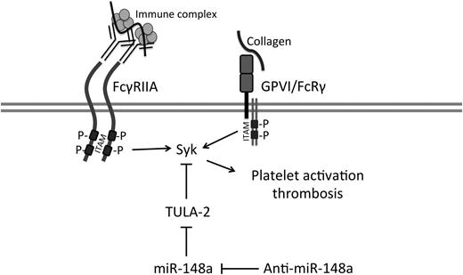 Figure 7. Schematic representation of the mechanism of the antithrombosis effect by miR-148a inhibition. Depicted is the ITAM-Syk pathway and the proposed role of TULA-2, miR-148a, and anti–miR-148a. Anti–miR-148a indirectly ameliorates ITAM-Syk–mediated platelet activation by upregulating TULA-2 expression, which further inactivates Syk and its downstream effectors.
