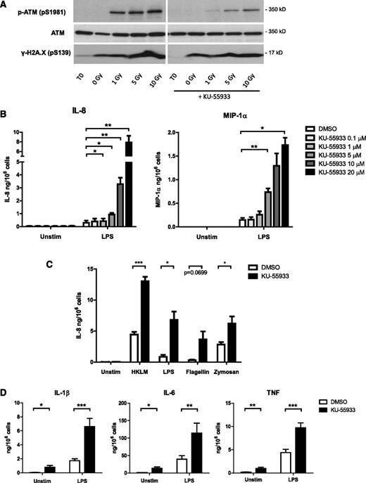 Figure 1. Inhibition of ATM activity in neutrophils increases proinflammatory cytokine production. (A) Western blot of ATM, phosphorylated ATM, and γ-H2A.X in lysates from neutrophils exposed to γ irradiation and incubated for 1 hour with and without 10 µM ATM inhibitor KU-55933. (B) Neutrophil IL-8 (n = 4) and MIP-1α (n = 3) production in response to LPS stimulation in the presence of increasing KU-55933 concentration. Isolated peripheral blood neutrophils from healthy donors were incubated with ATM inhibitor and stimulated with LPS for 18 hours. Cytokine concentrations in supernatants were measured by ELISA. (C) Neutrophil IL-8 production in response to 18-hour stimulation with flagellin (1 μg/mL), LPS (100 ng/mL), opsonized zymosan (10 μg/mL), or heat-killed L monocytogenes (HKLM, MOI = 100) in the presence of KU-55933 (10 μM) (n = 3-4). (D) Monocyte cytokine production in response to LPS stimulation in the presence of KU-55933. Isolated peripheral blood monocytes from healthy donors (n = 10) were incubated with KU-55933 (10 μM) and stimulated for 18 hours with LPS. (B-D) Data are presented as the mean ± standard error of the mean (SEM) of compiled experiments. Asterisks indicate significant increases: *P < .05, **P < .01, ***P < .001 by paired Student t test.