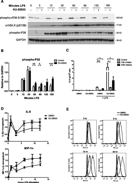 Figure 3. ATM inhibition increases p38 activation as well as cytokine transcription and production in stimulated neutrophils. (A) Western blot analysis of phosphorylation of ATM, histone H2A.X, and p38 in neutrophil lysates over a 180-minute time course of LPS stimulation with and without 10 µM KU-55933, representative blot of 4 experiments. (B) Relative levels of phospho-p38 quantified by densitometry in ImageJ software. Data are expressed as signal relative to the loading control GAPDH (n = 4). (C) Effect of p38 and ERK inhibitors on neutrophil IL-8 production in the presence of KU-55933 in response to LPS stimulation. IL-8 concentration in supernatants was measured after 18 hours of stimulation (n = 5) (D). Quantitative real-time PCR analysis of relative IL-8 and MIP-1α transcripts in cDNA from neutrophils stimulated with LPS with and without KU-55933. mRNA was isolated from LPS-stimulated neutrophils at the indicated time points, converted to cDNA, and analyzed by qPCR in triplicate (n = 3). Data are expressed as the relative amount of cytokine transcript divided by the relative amount of housekeeping gene β2-microglobulin (n = 3). Relative transcript amounts were calculated using a standard curve made from serial dilutions of a pooled sample. Data were analyzed using StepOnePlus software. (D) Intracellular IL-8 staining of LPS-stimulated neutrophils in the presence of KU-55933. Neutrophils were incubated with Brefeldin A to block secretion and stimulated with LPS with or without ATM inhibitor. At the indicated time points, cells were fixed and stained with an anti-IL8 antibody and analyzed by flow cytometry. At least 10 000 cells were analyzed per sample. Gray fill represents unstimulated neutrophils, the solid line represents LPS-stimulated dimethyl sulfoxide control, and the dashed line represents LPS-stimulated with 10 µM KU-55933. (B-D) Data are presented as the mean ± SEM of compiled experiments. Asterisks indicate significance: *P < .05, **P < .01, ***P < .001 by paired Student t test.