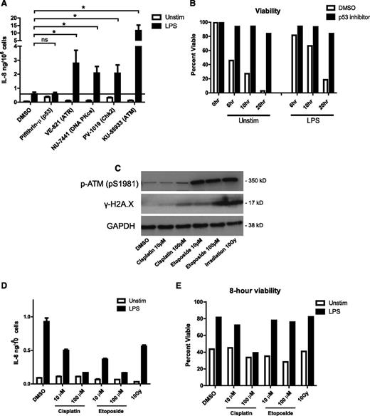 Figure 4. Activation of the DNA damage response downregulates neutrophil cytokine production. (A) Neutrophil IL-8 production in response to LPS stimulation in the presence of inhibitors of DNA damage-response proteins. Neutrophils were incubated with the indicated inhibitors (inhibitor targets in parentheses) and stimulated 18 hours with LPS in triplicate. IL-8 concentrations in supernatants were measured by ELISA. Data are plotted as the mean ± SEM of compiled experiments (n = 5). The black line represents the amount of IL-8 produced by LPS-stimulated control cells. (B) Neutrophil viability time course in the presence of p53 inhibitor pifithrin-µ (1 µM) measured by PE-annexin V/PI staining, as before. (C) Western blot analysis of phosphorylation of ATM and histone H2A.X in neutrophil lysates made after 1 hour of treatment with cisplatin, etoposide, and γ-irradiation. (D) Neutrophil IL-8 production in response to 18-hour LPS stimulation after 1 hour exposure to the indicated DNA damage–inducing agents. Data are plotted as the mean ± standard deviation. Results are representative of 3 experiments. (E) Neutrophil viability after 1 hour of incubation with indicated DNA damage–inducing treatment followed by 8 hours of stimulation with LPS or left unstimulated. Viability was measured as described by PE-annexin V/PI staining. Asterisks indicate significance: *P < .05, **P < .01, ***P< . 001 by paired Student t test.
