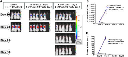 Figure 2. Antitumor effects of cord blood T cells are mediated through alloreactivity. (A) Tumor regression was observed in mice receiving allogeneic CB T cells. Tumor size in mice receiving autologous CB T cells exceeded 10 mm, and hence these mice were euthanized. This observation suggests that antitumor effects against B-cell lymphoma are an allo-reactive effect and not an EBV-specific response. All images are shown on 1 scale (range: 1.00e8-1.00e9 photons/s/cm2/sr). (B) Tumor bioluminescence (photons/s/cm2/sr) was measured using Xenogen-IVIS, and (C) tumor volume (mm3) was derived using caliper measurements. Cumulative rate of tumor growth (mean and standard error of mean) are plotted.