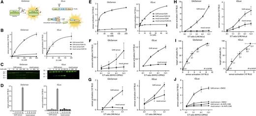 Figure 1. Intracellular profiling of GrM activity by bioluminescent gain-of-function biosensors. (A) Schematic overview of the GrM GloSensor (left) (based on Promega backbone) and the GrM iGLuc sensor (right). The GloSensor circularly permuted firefly luciferase (FLuc) molecule is locked in an inactive conformation by a short peptide linker containing a GrM-specific recognition sequence (AKMPL↓AAEEE). Upon cleavage of the linker by GrM, the FLuc subunits undergo a conformational change, resulting in the formation of active FLuc. The GrM iGLuc sensor is a fusion protein of pro–IL 1β and gaussia luciferase (GLuc). Upon cleavage of the AKMPL↓AAEEE recognition sequence by GrM, the prodomain is separated from the IL-1β and GLuc domains, leading to GLuc monomerization, resulting in sensor activation and secretion. (B) GrM GloSensors and iGLuc sensors were produced in vitro using a cell-free transcription/translation system (Protease-Glo Assay and TNT Sp6 High-Yield Wheat Germ Master Mix; Promega) and were subsequently incubated at 37°C for 30 minutes with increasing concentrations of purified GrM or GrM-SA (an inactive GrM mutant in which the catalytic Ser residue has been mutated to Ala) in 50 mM Tris, 150 mM NaCl, pH 7.4. Resulting relative luminescence units (RLUs) were detected with a Veritas Microplate Luminometer (Promega). (C) The GrM and mock GloSensors and iGLuc sensors were labeled with fluorescent green lysines (FluoroTect Green Lys; Promega) during in vitro transcription/translation and incubated at 37°C for 30 minutes with indicated concentrations of GrM or the maximal dose of GrM-SA. Samples were separated on SDS-PAGE and visualized on a Typhoon 9410 scanner (GE Healthcare). Full-length GloSensor (∼61 kDa) and its cleavage fragments (∼36 and 25 kDa) and full-length iGLuc sensor (∼60 kDa) and its largest cleavage fragment (∼40 kDa) are visible. (D) GrM GloSensors and iGLuc sensors were produced as in panel B and incubated at 37°C for 30 minutes with recombinant GrA, GrB, GrH, GrK, or GrM (50 nM). Gr’s were produced in Pichia pastoris, and Gr activity was verified as described previously.6 (E) GrM sensors were cloned into a lentiviral pLV plasmid for transduction of OPM-2 multiple myeloma cells. Sensor expression was verified with immunoblot and flow cytometry (using anti-FLuc and anti-FLAG antibodies). Freeze-thaw lysates (10 µg) of GloSensor- or iGLuc-transduced OPM-2 cells were treated with indicated concentrations of GrM or GrM-SA for 1 hour at 37°C, after which Bright-Glo or Stop&Glo reagent (Promega) was added and luminescence was measured. (F) GloSensor-transduced OPM-2 cells were cocultured with KHYG-1 cells for 2 hours in the presence of 300 µg/mL d-luciferin in increasing effector/target (E:T) ratios. iGLuc sensor-transduced OPM-2 cells were cocultured with KHYG-1 cells in increasing E:T ratios. After 2 hours, 4.4 µM coelenterazine was added, and luminescence was measured. (G) Peripheral blood mononuclear cells were isolated from whole blood using density gradient centrifugation. Sorting by fluorescence-activated cell sorter was then used to isolate CD3− CD56+ primary NK cells. NK cells were stimulated with IL-2 for 20 hours and subsequently cocultured with sensor-expressing HeLa target cells for 3 hours. Sensor activation was detected with LARII (Dual Luciferase kit; Promega) or coelenterazine for the GloSensors and iGLuc sensors, respectively. (H) Peripheral blood mononuclear cells were stimulated with IL-2 for 4 days to generate lymphokine-activated killer (LAK) cells. These were then cocultured with sensor-expressing HeLa cells as described in panel G. (I) Target cell death induced by coculture with LAK cells was measured after 16 hours using annexin V/propidium iodide flow cytometry. Annexin V/propidium iodide double-negative cells were considered viable (with viability set at 100% for untreated cells). (J) iGLuc-transduced OPM-2 cells and KHYG-1 cells were pretreated with 100 µM GrM-inhibitor Ac-KVPL-cmk or dimethyl sulfoxide (DMSO) (vehicle control) for 30 minutes, after which they were cocultured in the presence of Ac-KVPL-cmk or DMSO for 2 hours as in panel F. All data in this figure are depicted as mean ± standard deviation and represent at least 3 independent experiments.