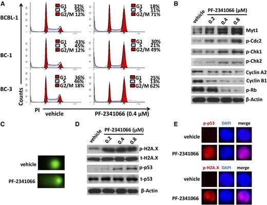Figure 3. Targeting HGF/c-MET causes G2/M cell cycle arrest and DNA damage in KSHV+ PEL cells. (A) PEL cells were incubated with 0.4 µM PF-2341066 or vehicle control for 24 hours, then stained by PI and analyzed by flow cytometry. (B-D) The protein expression and DNA damage in BCBL-1 were measured by immunoblots and CometAssay, respectively. (E) The cellular expression of DNA damage markers phosphor-p53 and phosphor-H2A.X was detected by immunofluorescence, and the nuclear was shown by DAPI staining.