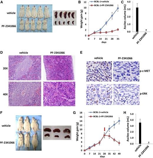 Figure 4. The c-MET inhibitor PF-2341066 suppresses PEL progression in vivo. (A-C) NOD/SCID mice were injected i.p. with 107 BCBL-1 cells. Beginning 24 hours later, 20 mg/kg PF-2341066 or vehicle (n = 10 per group) were administered i.p., once daily, 5 days per week, for each of 2 independent experiments. Weights were recorded weekly. Images of representative animals and their spleens, as well as ascites fluid volumes, were collected at the conclusion of experiments on day 35. (D-E) Spleens from representative vehicle- or PF-2341066–treated mice were prepared for routine hematoxylin-and-eosin or immunohistochemistry staining. (F-H) NOD/SCID mice were injected i.p. with 107 BCBL-1 cells. Beginning 28 days later, 20 mg/kg PF-2341066 or vehicle (n = 10 per group) were administered i.p., once daily, 5 days per week. Images of representative animals and their spleens, as well as ascites fluid volumes, were collected at the conclusion of experiments on day 49. Error bars represent the S.E.M. for 1 of 2 independent experiments; *P < .01.
