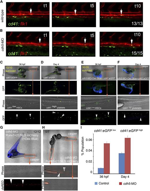 Figure 2. cdh5 is dispensable for endothelial emergence, migration, engraftment, and differentiation of HSCs. (A) Time-lapse confocal imaging of cd41:eGFP+ HSCs emerging from flk1:mCherry+ endothelial cells in control embryos between 30 and 42 hpf (examples are demonstrated with arrows); n = 13/13. (B) cdh5 silencing in cd41:eGFP::flk1:mCherry embryos does not affect endothelial emergence of cd41:eGFP+ HSCs (examples are demonstrated with arrows); n = 15/15. (C) cd41:eGFP transgenic embryo fused to transparent casper embryo (wt control) using parabiotic surgery (imaged at 36 hpf), indicates that cd41:eGFPlow HSCs emerging from the control transgenic embryo migrates to casper CHT to engraft and divide (examples are demonstrated with arrows). All 10 of 10 WT parabiots survived. (D) Parabiotic surgery of cd41:eGFP transgenic embryo to transparent casper embryo shows cd41:eGFPhigh platelets in circulation in transgenic and casper embryos (imaged at day 4; examples are demonstrated with arrows). (E) cdh5-MO and dextran blue–injected cd41:eGFP transgenic embryo fused to transparent casper embryo shows the emergence of cd41:eGFPlow HSCs in cdh5-silenced embryo (imaged at 36 hpf), which migrate to casper CHT via passive circulation exchange to engraft and further differentiate (examples are demonstrated with arrows). Thirty of 35 cdh5-silenced parabiots survived. (F) Four-day-old cdh5-silenced cd41:eGFP embryo fused to casper embryo, indicating that morphant cd41:eGFPlow HSCs in casper CHT differentiated into circulating cd41:eGFPhigh platelets (imaged at day 4; examples with arrows). (G) Surgical fusion of cdh5-silenced and dextran blue–injected runx1+23:NLS-mCherry with casper embryo (imaged at 36 hpf) shows runx1+23:NLS-mCherry+ HSPCs emerging from cdh5-silenced transgenic embryo and engrafting to casper’s CHT (examples are demonstrated with arrows). Twelve of 12 parabiots survived. (H) Lateral body-to-head fusion of cdh5-silenced ruxn1+23:NLS-mCherry embryo with casper embryo, showing a lack of circulation exchange between the 2 embryos impedes migration of cdh5-silenced runx1+23:NLS-mCherry+ HSPCs to casper (examples are demonstrated with arrows). Five of 7 parabiots survived. (I) Flow analyses of cd41:eGFPlow HSCs at 36 hpf and cd41:eGFPhigh platelets at day 4 in the control and cdh5-silenced cd41:eGFP embryos show that differentiation into platelets continues despite the lack of cdh5. Twenty embryos were used in each experiment; n = 5. *P < .05 (t test; error bars indicate s.e.m.).