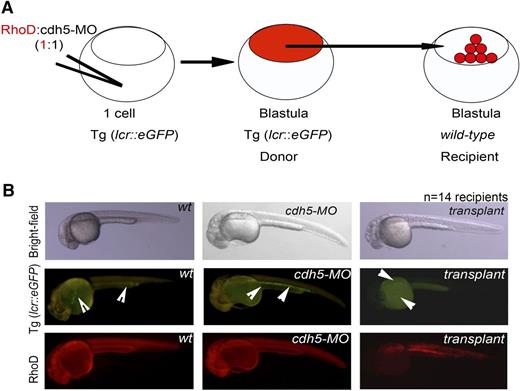Figure 3. cdh5-silenced blastula transplant successfully differentiates into red cells. (A) Schematic representation of the blastula transplantation strategy. Injections of equal amounts of rhodamine and cdh5-MO into erythroid transgenic embryo, lcr:eGFP, followed by transplantation of cdh5-silenced blastula (donor) cells of transgenic embryo between high and dome stage into age-matched casper-recipient embryo (wild-type) to analyze whether donor cells can contribute to transgenic erythroid cells in a recipient embryo. (B) Transplantation of cdh5-silenced transgenic blastula reconstituted into lcr:eGFP+ erythroid cells into casper recipient embryos, indicating that the cell-intrinsic role of cdh5 is dispensable for blastula differentiation into erythroid cells (examples are demonstrated with arrows); n = 14 recipients.