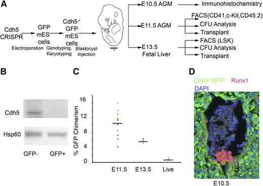 Figure 4. Development and analysis of Cdh5−/−GFP+/+: Cdh5+/+GFP−/− chimeric mice embryos. (A) Schematic representation of the Cdh5 chimeric mouse development and analysis. Identification of Cdh5−/−GFP+/+ mES cells after electroporation of Cdh5 CRISPRs targeting exons 1 to 12 of the Cdh5 gene followed by karyotyping to exclude aneuploidy. Injection of Cdh5−/−GFP+ mES cells into WT mouse embryo of foster mothers and harvesting chimeric AGM at E10.5 for immunohistochemistry (GFP, Runx1, DAPI) and at E11.5 for cd41/c-Kit/cd45.2 expression, CFU analysis, transplant into sublethally irradiated mice as well as at E13.5 fetal liver for Lineage−Sca1+c-Kit+ expression, CFU analysis, and reconstitution capacity of fetal liver transplants. (B) Western analysis for Cdh5 and Hsp60 protein expression in E13.5 Cdh5−/−GFP+:Cdh5+/+GFP−-fetal liver–derived GFP− and GFP+ cells. To demonstrate the absence of Cdh5 at protein level, we sorted GFP+ and GFP− cells from fetal liver of E13.5 Cdh5−/−GFP+/+:Cdh5+/+GFP−/− chimeric mice embryos. Our western blot data confirmed the absence of Cdh5 protein in GFP+ cells. (C) The percentage of GFP chimerism in 11 E11.5 AGM, 6 E13.5 fetal liver, and 3 live pups. (D) Immunostaining of GFP (green), Runx1 (red), and DAPI (violet) in transverse sections of E10.5 AGM region, indicating that Cdh5−/− GFP+ cells produced Runx1+ GFP+ hematopoietic clusters in the ventral wall of the E10.5 dorsal aorta. Magnification, 40×.