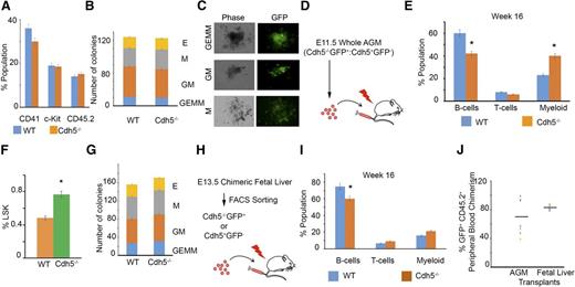 Figure 5. Cdh5 is dispensable for HSC development in E11.5 AGM and E13.5 fetal liver and reconstitution of multilineage adult hematopoiesis. (A) Quantitative flow analysis of CD41, c-Kit, and CD45.2-positive cells in E11.5 Cdh5−/−GFP+ and WT (Cdh5+/+GFP−) cells, indicating that loss of Cdh5 is dispensable for CD41, c-Kit, and CD45.2 expression. Eleven AGM were used for FACS analyses. (B) CFU analysis of sorted E11.5 AGM-derived WT and Cdh5−/− GFP+ cells, indicating that loss of Cdh5 has no influence on hematopoietic colony differentiation. Twelve AGM were used for CFU analyses; 2 e.e. per 3.5 mL of M3434 media. (C) Photographs of green fluorescent GFP+ hematopoietic colonies formed from the E11.5 AGM-derived Cdh5−/−GFP+ HSCs. Magnification, ×4. (D) Schema showing the transplant of 2 e.e. E11.5 whole chimeric AGM in irradiated SJL mice. (E) Quantitative analysis of peripheral blood from mice transplanted with 2 e.e. E11.5 chimeric whole AGM, indicating that Cdh5−/−GFP+ HSCs reconstitute to multilineage adult blood up to 16 weeks of transplant. Twelve AGM were transplanted in 6 SJL recipients. (F) Quantitative analysis of the percentage of Lineage−Sca1+c-Kit+ (LSK) cells in WT (Cdh5+/+GFP−) and Cdh5−/−GFP+ compartments of E13.5 fetal liver, indicating that loss of Cdh5 has no intrinsic influence on development of LSK HSCs. Six fetal livers were used for FACS analyses. (G) CFU analysis of sorted E13.5 fetal liver–derived sorted WT (Cdh5+/+GFP−) and Cdh5−/−GFP+ cells, indicating that loss of Cdh5 has no influence on hematopoietic colony differentiation. Sorted cells from 10 fetal liver were used for CFU analyses. (H) Schema showing the transplant of E13.5 fetal liver–derived GFP+ or GFP− sorted cells in irradiated SJL mice. (I) Quantitative analysis of peripheral blood from mice transplanted with E13.5 fetal liver–derived WT and Cdh5−/−GFP+ sorted cells, indicating that Cdh5−/−GFP+ HSCs reconstitute multilineage adult blood up to 16 weeks of transplant; n = 6 recipients. (J) Percentage GFP+CD45.2+ peripheral blood chimerism from the Cdh5 knockout cells in E11.5 AGM and E13.5 fetal liver–transplanted recipients. Each dot represents an individual recipient; n = 6; *P < .05 (t test, error bars indicate s.e.m.).