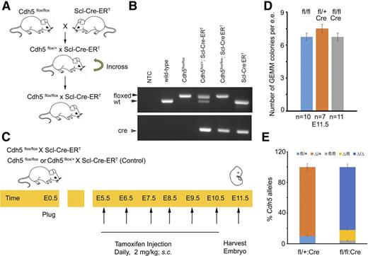 Figure 6. Development of a conditional mouse Cdh5 knockout. (A) Breeding strategy to develop Cdh5 flox/flox: Scl-Cre-ERT mouse. (B) PCR-based strategy to genotype WT, Cdh5 flox/flox, Cdh5 flox/+:Scl-Cre-ERT, Cdh5 flox/flox: Scl-Cre-ERT, and Scl-Cre-ERT using primers listed in supplemental Table 4. (C) Schema to delete Cdh5 in Scl+ cells in Cdh5 flox/flox:Scl-Cre-ERT. Tamoxifen was injected in pregnant dam from E5.5 to E10.5 and AGM were harvested on E11.5 for CFU analyses. (D) Average number of GEMM colonies per 1 e.e. AGM derived from Cdh5 flox/flox (n = 10), Cdh5 flox/+:Scl-Cre-ERT (n = 7), and Cdh5 flox/flox:Scl-Cre-ERT (n = 11), respectively. (E) Percentage Cdh5 alleles in colonies derived from Cdh5 flox/+:Scl-Cre-ERT (n = 55 were either fl/+ or ∆/+), and Cdh5 flox/flox:Scl-Cre-ERT (n = 72 were fl/fl, ∆/+, or ∆/∆). t test; error bars indicate s.e.m.