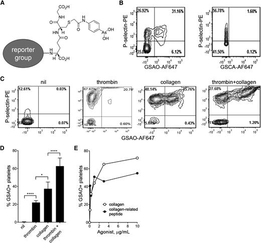 Figure 1. GSAO labels a subpopulation of activated platelets. (A) Structure of GSAO and site of conjugation of AF647, Oregon Green, or biotin. (B) Washed human platelets were stimulated with calcium ionophore (1 µM) and activation and plasma membrane compromise measured by flow cytometry. Activated platelets were detected from surface elaboration of P-selectin and plasma membrane compromise by labeling with GSAO-AF647 or negative control GSCA-AF647. (C) Washed human platelets were left unstimulated or stimulated with thrombin (0.1 U/mL), collagen (5 µg/mL), or thrombin (0.1 U/mL) and collagen (5 µg/mL), and exposure of P-selectin and labeling with GSAO-AF647 were measured by flow cytometry. (D) Platelet stimulation with both thrombin and collagen results in significantly more labeling with GSAO-AF647 than with either agonist alone. (E) Washed human platelets were stimulated with collagen or collagen-related peptide, and labeling with GSAO-AF647 was measured by flow cytometry.