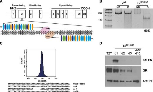 Figure 1. Efficient TALEN-mediated editing of GR gene in the T2 cell line. (A) Schematic representation of the GR genomic locus (chromosome 5q31-q32) and TALEN-targeted sequence (exon 2). (B) T7 endonuclease I assay showing efficient nonhomologous end joining recombination–mediated mutagenesis (60%) at the intended target site on the GR gene. mRNA (10 μg) from each TALEN was used to transfect the T2 cell line with a BTX AgilePulse electroporator. At day 3, the genomic DNA was amplified by polymerase chain reaction and subjected to a mismatch-sensitive T7 endonuclease I digestion, prior to a separation on a 10% polyacrylamide Tris-borate-EDTA gel. Gene modification (indels) quantification was based on relative band intensities (ImageJ). (C) Representative sequences of the human GR on targeted site using MiSeq analysis. (D) Western blot analysis of TALEN and GR expression before and after DEX enrichment of mutated cells. At day 3, the T2GR-Ex2 (TALEN-modified) cells were treated with DEX (10−4 M) for 7 days. COOH, carboxylic acid; D, digested; ND, nondigested; NH2, amidogen.