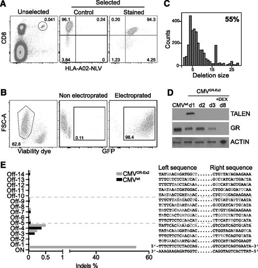 Figure 3. TALEN-mediated GR editing in Streptamer-selected CMV-specific CD8+ T cells. (A) Major histocompatibility complex class I Streptamers (HLA-A02) allow isolation of CMV-specific (NLV peptide) CD8+ T cells in high purity from donor blood leukocytes. (B) Primary T-cell transfection efficacy (>98%) and viability (>60%), using electroporation with in vitro transcribed mRNA. (C) Representative TALEN-induced nonhomologous end joining recombination mutagenesis in Streptamer-selected primary T cells by MiSeq analysis. (D) Western blot analysis of TALEN and GR expression before and after DEX enrichment of mutated cells. (E) Off-target site analysis from in silico prediction after next-generation sequencing. FSC-A, forward scatter area.