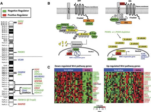 Figure 1. The long (q) arm of chromosome 5 is highly enriched in Wnt signaling genes. (A) The location of genes on chromosome 5 encoding proteins within the Wnt signaling pathway. Dashed horizontal lines indicate the segment typically deleted in myeloid neoplasms with a del(5q). Green and red text identifies genes encoding known negative and positive regulators of Wnt/CTNNB1 activity, respectively. Blue text identifies CTNNB1 target genes. (B) Wnt signaling pathway illustrating that del(5q) genes encode multiple negative (green) or positive (red) key regulators of Wnt signaling. CTNNB1 target genes on 5q are identified in blue text. DVL (orange) maps to 17p13.1, a region commonly lost in del(5q) t-MN. (C) Color-coded heat maps of significantly (FDR < 0.2) downregulated (green) or upregulated (red) WNT signaling pathway genes (Kyoto Encyclopedia of Genes and Genomes) in t-MN patients with a del(5q) (n = 10) vs non-del(5q) (n = 28) (GSE39991). In both groups, one-third of patients had t-MDS, and two-thirds had t-AML. TP53 deletion and/or mutations were detected in 9/10 (90%) del(5q) and 3/25 (12%) non-del(5q) patients. Abnormalities of chromosome 7 were detected in 5/10 (50%) del(5q) and 9/28 (32%) non-del(5q) patients. The non-del(5q) group included patients with +8 (2/28; 7%), KMT2A/MLL (4/28; 14%), or RUNX1 (2/28, 7%) translocations, and other complex karyotypes (8/29; 28%). Three patients had a normal karyotype. The downregulation of genes encoding negative (green) and upregulation of positive (red) Wnt pathway regulators in del(5q) patients is consistent with an active Wnt signature. Genes on chromosome 5 are underlined.