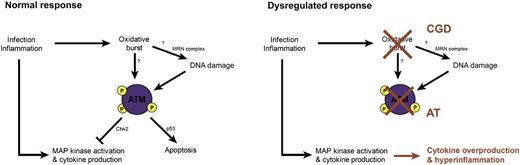 Model of the ROS- and ataxia-telangiectasia mutated (ATM)–mediated repression of neutrophil inflammatory responses. Following stimulation, neutrophils generate a burst of ROS that activates ATM-dependent DNA damage signaling to suppress cytokine production and induce apoptosis. Deficiency in ROS production or in ATM disables this inhibitory circuit, resulting in overproduction of cytokines, enhanced survival of activated neutrophils, and hyperinflammation. The MRN complex is composed of Mre11/Rad50/Nbs1 proteins. “P” represents phosphorylation of ATM, which is the active form of the kinase. AT, ataxia-telangiectasia; CGD, chronic granulomatous disease. See supplemental Figure 12 in the article by Harbort et al, available on the Blood Web site.