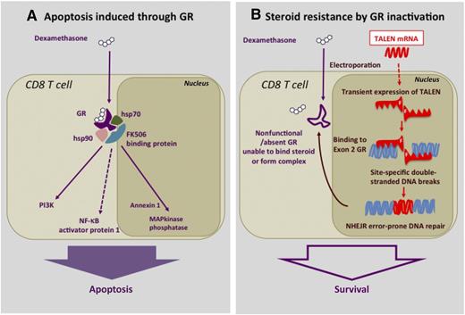 Dexamethasone-induced apoptosis in T cells and its disruption by TALEN. (A) Pathway of steroid-induced apoptosis in T cells through the GR. —–, indirect effects. (B) Steroid resistance induced by electroporation of GR-Ex2–specific TALEN mRNA to block GR synthesis through disruption of the GR exon 2. F, Fokl nuclease domain for DNA cleavage; NHEJR, nonhomologous end-joining recombination.