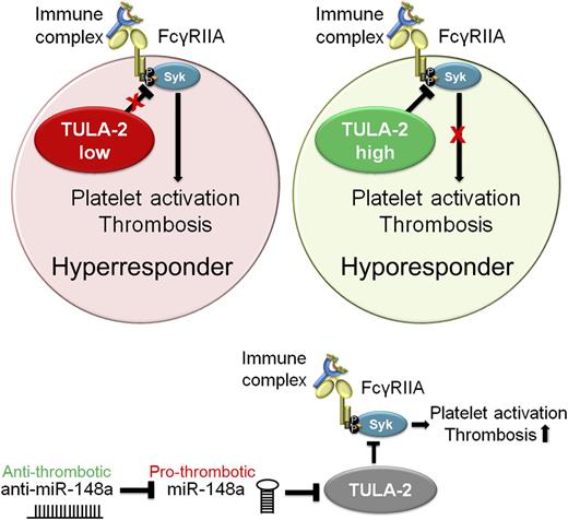 Regulation of FcγRIIA signaling by TULA-2 and miR-148a. Binding of immune complexes to platelet FcγRIIA receptor leads to platelet activation and subsequent thrombotic complications resulting in heparin- and immune-induced thrombocytopenia. Platelet TULA-2 negatively regulates platelet activation downstream of FcγRIIA by diminishing spleen tyrosine kinase (Syk) phosphorylation (P). Intraplatelet TULA-2 levels therefore mediate FcγRIIA-induced platelet activation and thereby determine platelet responsiveness to heparin- or immune-mediated antigen-antibody complexes. In turn, intraplatelet TULA-2 is negatively regulated by microRNA miR-148a. Treatment of mice with anti–miR-148a results in diminished thrombotic complications in vivo.