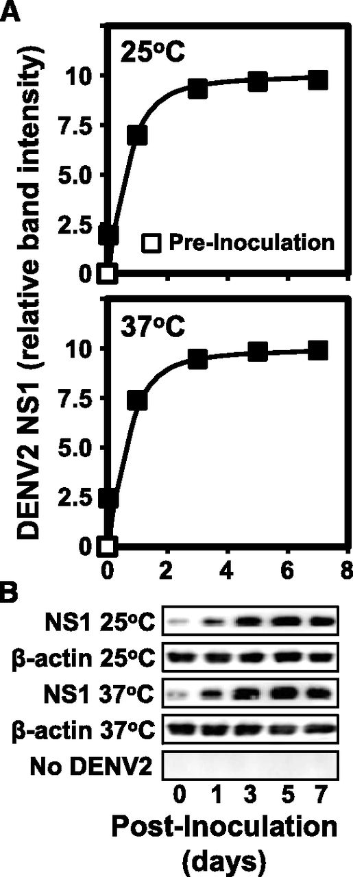 Figure 5. Dengue virus protein is translated by platelets. (A) Western blot analysis was used to detect DENV-encoded NS1 from aliquots of inoculated platelets cultured as in Figure 4. The ∼45-kDa band was quantified by densitometry post- (filled squares) and preinoculation (open squares). The fit of data is arbitrary. (B) Representative blots showing NS1 antigen generation, invariant β-actin as a control for loading and specificity of gene replication, and the lack of antigenic detection in the absence of DENV2.