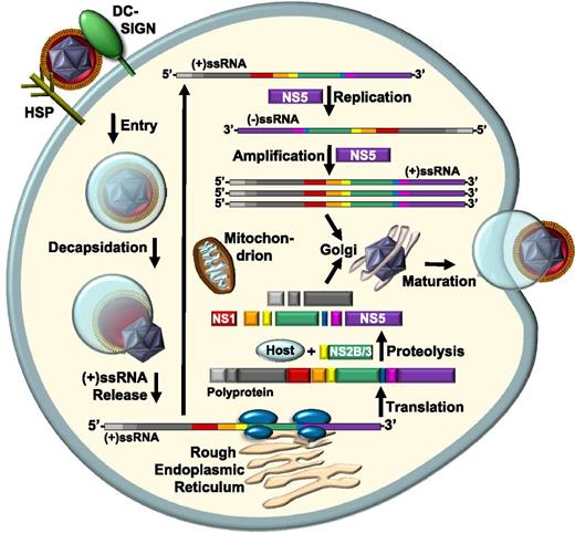 Figure 7. Platelet-mediated replication and translation of DENV RNA. Highlighted are aspects of the DENV-platelet interaction directly measured and implied by the current study. Through DC-SIGN and HSP on the platelet surface, DENV is internalized, presumably by an endocytic process similar to other cells. The (+)ssRNA virus genome is released from the nucleocapsid into the cytosol where it is translated to produce a polyprotein by ribosomes on the rough endoplasmic reticulum or function as a replication template for NS5. NS5 must be released from the polyprotein by unknown platelet proteases or the DENV-encoded protease NS2B/NS3 complex. The mature NS1 antigen was followed directly, which may explain the presence of cross-reactive platelet antibodies in patients following DENV infection. Platelets have mitochondria to facilitate the energy-demanding replication and translational processes and remnants of Golgi apparatus, where progeny DENV virions may be assembled.