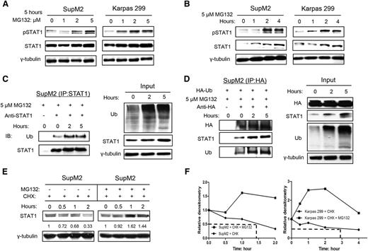 Figure 2. The ubiquitin-proteasome pathway is involved in the downregulation of STAT1 in ALK+ ALCL cells. (A) SupM2 and Karpas 299 cells were treated with various doses of MG132 for 5 hours. pSTAT1 and STAT1 were upregulated in response to MG132 in a dose-dependent manner. (B) A time course experiment in which SupM2 and Karpas 299 cells were treated with 5 μM MG132 was performed; pSTAT1 and STAT1 were upregulated in a time-dependent manner. (C) Co-immunoprecipitation (IP) experiment using anti-STAT1 for the pull-down showed that ubiquitinated STAT1 in SupM2 cells treated with MG132 increased in a time-dependent manner (left panel). The input for this experiment is shown in the right panel. (D) SupM2 cells were transfected with the pRK5-HA(hemagglutinin)-ubiquitin (Ub) wild-type plasmid. Reciprocal pull-down experiment using anti-HA was performed, and the results also suggested that the amount of ubiquitinated STAT1 increased with MG132 treatment in a time-dependent manner. (E) SupM2 cells were treated with or without MG132 in the presence of cycloheximide (CHX). (F) Similar results were obtained with Karpas 299, and the results from both cell lines are graphically illustrated. The half-lives of STAT1 in SupM2 and Karpas 299 are 1.5 hours and 3 hours, respectively. MG132 potently extended the half-life of STAT1 in the 2 cell lines. Image J software was used to analyze the densitometry value of western blots bands.