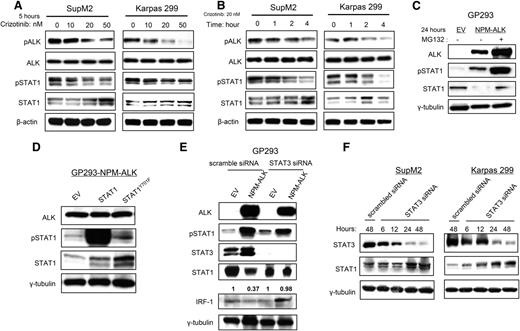 Figure 3. NPM-ALK phosphorylates STAT1 at Y701 and promotes its downregulation. (A) SupM2 cells were treated with different doses of the ALK inhibitor crizotinib for 5 hours. The decrease in pALK supports the effectiveness of the inhibitor. In the same experiment, pSTAT1 decreased, whereas the total STAT1 level gradually increased in a dose-dependent manner. (B) Time course experiment showed that pSTAT1 decreased along with pALK almost simultaneously. Furthermore, total STAT1 increased after the downregulation of pALK. (C) Transfection of NPM-ALK in GP293 cells led to a marked increase in STAT1 phosphorylation, which correlated with a dramatic decrease in the total STAT1 level. Importantly, treatment of 5 μM MG132 for 6 hours largely abrogated the downregulation of STAT1 by NPM-ALK, even though the pSTAT1 level increased dramatically. (D) Compared with the co-transfection of NPM-ALK and wild-type STAT1, co-transfection of NPM-ALK and mutant STAT1Y701F resulted in a higher total STAT1 level, indicating that the phosphorylation of Y701 is crucial for the downregulation of STAT1 by NPM-ALK. (E) With the siRNA knockdown of STAT3, the NPM-ALK–mediated downregulation of STAT1 was largely abrogated. Correlating with this finding, IRF-1 (a STAT1 downstream target) was higher when STAT3 was silenced in the presence of NPM-ALK. (F) Time course experiment with siRNA knockdown of STAT3 in the two ALK+ ALCL cell lines correlated with the reciprocal increase in the total STAT1 level. EV, empty vector.