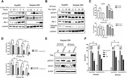 Figure 4. STAT1 signaling is functionally intact in ALK+ ALCL. (A) IFN-γ triggered STAT1 phosphorylation and increased the expression of IRF-1 (a STAT1 downstream target) in SupM2 and Karpas 299 cells. STAT1 was not changed in this time frame. (B) Western blots showed that STAT1 was activated and phosphorylated in response to IFN-γ stimulation in a dose-dependent manner for 24 hours. The downstream target IRF-1 also increased with IFN-γ stimulation. The cleaved poly (ADP-ribose) polymerase (PARP) was blotted, and it increased in a dose-dependent manner in response to IFN-γ at 24 hours. (C) Using trypan blue exclusion assay, we found that IFN-γ significantly decreased cell growth in both ALK+ ALCL cell lines in a dose-dependent manner. (D) By using 3-(4,5-dimethylthiazol-2-yl)-5-(3-carboxymethoxyphenyl)-2-(4-sulfophenyl)-2H tetrazolium, or MTS assay, we found that IFN-γ synergized with crizotinib in suppressing cell growth in both ALK+ ALCL cell lines. (E-F) Karpas 299 cells transfected with STAT1C-flag showed a significant accumulation of the sub G0→G1 fraction. Statistical significance was calculated by Student t test. *P < .05; **P < .01.