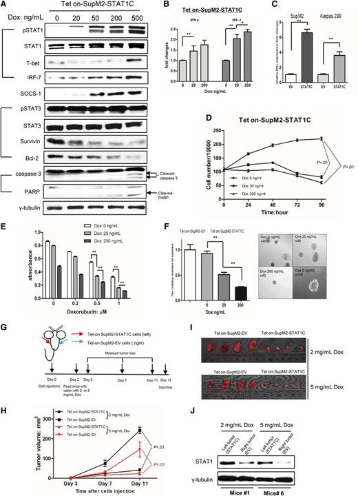Figure 5. STAT1 provides tumor suppressor function in ALK+ ALCL. (A) Tet on-SupM2-STAT1C expressed an increased level of pSTAT1 and STAT1 in a doxycycline dose-dependent manner. STAT1 downstream targets IRF-7, T-bet, and SOCS-1 were all upregulated. In contrast, Survivin and BCL-2, two known STAT3 downstream targets, were downregulated in a dose-dependent manner. Cleaved caspase 3 and cleaved PARP were expressed, indicating the occurrence of apoptosis. (B) Quantitative reverse transcription-polymerase chain reaction (qRT-PCR) studies that used Tet on-SupM2-STAT1C cells showed increased messenger RNA (mRNA) expression of IFN-γ and IRF-1 in a STAT1C dose-dependent manner. (C) When SupM2 and Karpas 299 cells were transiently transfected with STAT1C-flag for 24 hours, the increase of IFN-γ mRNA was also detected by using qRT-PCR. (D) By using Tet on-SupM2-STAT1C cells, we found a significant decrease in the number of viable cells with increasing doxycycline. (E) By using Tet on-SupM2-STAT1C cells, we found that STAT1C sensitizes cells to doxorubicin-induced apoptosis at 0.5 and 1.0 µM doxorubicin. (F) Colony formation significantly decreased with increasing doses of doxycycline and STAT1C expression. The right panel illustrates the morphology of the colonies (×40, ×100 magnification, respectively). (G-I) SCID mouse xenograft studies showed that the expression of STAT1C significantly decreased the tumorigenicity of Tet on-SupM2 STAT1C cells. Tet on-SupM2 EV cells were used as the negative controls. The xenografts and STAT1 expression levels in the harvested xenografts are also illustrated. Statistical significance was determined by using Student t test. *P < .05; **P < .01.