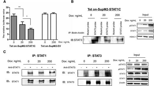 Figure 6. STAT1C significantly decreases STAT3 transcriptional activity. (A) STAT3 luciferase reporter assay showed that STAT1C significantly decreased STAT3 transcriptional activity in a doxycycline dose-dependent manner. Treatment of doxycycline (200 ng/mL) in Tet on-SupM2 EV cells showed that low-dose doxycycline has no appreciable effects on STAT3 transcriptional activity. (B) STAT3 consensus DNA probe binding assay showed that STAT1C sequestered STAT3 DNA binding ability in a doxycycline dose-dependent manner, and the western blots in the right panel showed the input of cell nuclear lysates. Histone deacetylase 1 (HDAC-1) was used as loading control for nuclear lysates. (C) Co-immunoprecipitation assay showed that STAT1C induced more STAT1/STAT3 heterodimer formations in a doxycycline dose-dependent manner at the expense of STAT3 homodimers. The right panel shows the input. Statistical significance was calculated by Student t test. *P < .05; **P < .01. IB, immunoblotting.