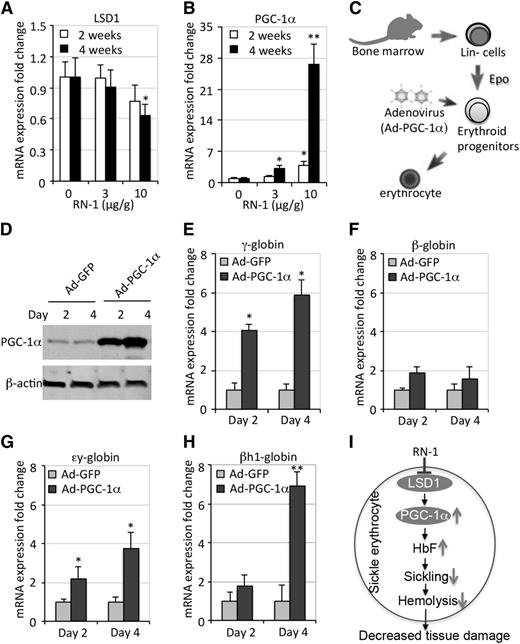 Figure 7. RN-1 induces γ-globin synthesis by inducing PGC-1α. (A-B) QRT-PCR analyses quantify the fold change in LSD1 and PGC-1α mRNAs after normalization to the expression of Oaz1. (C) Diagrammatic representation of the gain-of-function PGC-1α experiment. Lin– BM cells from SCD mice were induced to undergo terminal erythroid differentiation in vitro after infection with adenoviruses that forcibly expressed PGC-1α (Ad-PGC-1α) or GFP (Ad-GFP). (D) Western blots depict abundant expression of PGC-1α in infected Lin– BM cells. (E-H) The relative fold change of γ-, β-, εy-, and βh1-globin mRNA abundances normalized to Oaz1 mRNA, respectively. (I) Schematic model depicting a simplified mechanism by which RN-1 may indirectly (as well as directly, Figure 6B) control fetal globin gene expression by inhibition of LSD1 activity.