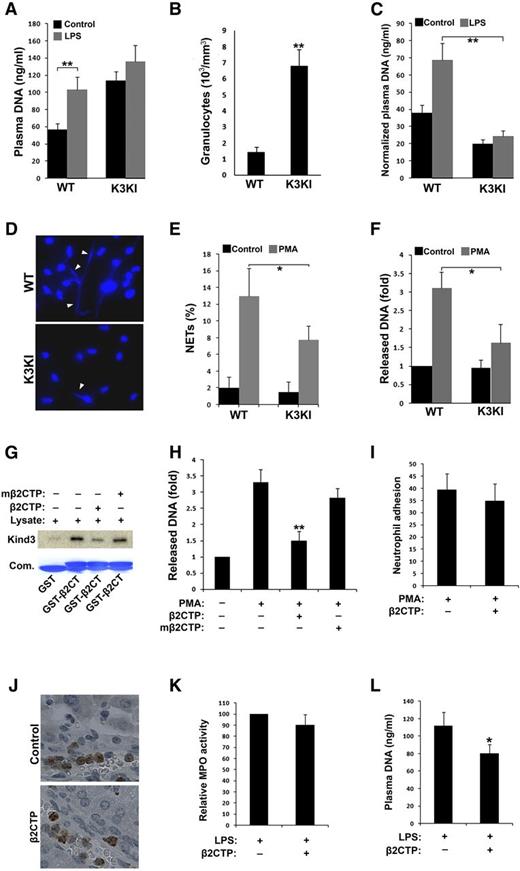 Figure 2. Crosstalk between kindlin-3 and β2-integrins modulates NET release in vitro and in vivo. (A) Blood samples (∼100 µl/mouse) were collected from mice before and after LPS treatment and mixed with the same volume of phosphate-buffered saline. Diluted plasma was obtained by centrifugation and plasma DNA was measured by SYTOX green. (B) Counts of granulocytes in peripheral blood of mice. (C) Plasma DNA were normalized by the granulocyte counts in peripheral blood (per million). (D) BM neutrophils were treated with PMA (20 nM) for 2 hours followed by fixation, permeabilizaion, and labeling nuclear DNA with Hoechst to display released NETs (arrowheads). (E) Quantification of formed NETs from (D). (F) NETs were solubilized from PMA-stimulated neutrophils by MNase and then quantified by SYTOX green. (G) Interaction of GST-β2CT with kindlin-3 was evaluated by pull-down assays in the presence of the peptide derived from the integrin β2 CT (β2CTP: GRKKRRQRRRFKSATTTVMNPKFAES) or its mutated one (mβ2CTP: GRKKRRQRRRFKSAAAAVMNPKAAES) at a concentration of 20 µM. (H) BM neutrophils of WT mice were pretreated with the membrane-permeable β2CTP or mβ2CTP (20 µM) and NET release was measured as described in (F). (I) BM neutrophils of WT mice were pretreated with the β2CTP (20 µM), and their adhesive ability to fibrinogen was quantified as described in Figure 1E. (J-L) WT mice were administrated with the β2CTP (5 mg/kg) by IV injection before LPS treatment to induce endotoxemia. The livers were harvested from the endotoxemic mice for IHC staining of Gr1 (J) and measuring MPO activity (K); meanwhile, blood samples were collected for quantifying plasma DNA (L). Data represent mean ± SEM of 3 or more independent experiments; *P < .05; **P < .01 (paired Student t test).