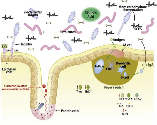 Figure 1. The role of the gut microbiota and associated products in shaping the intestinal immune system. Commensal organisms, such as bacteria in the phyla Bacteriodes and Firmicutes, colonize the gastrointestinal tract. SCFAs are produced as a result of carbohydrate fermentation, which increases the production of IL-10 and decreases the production of IL-6 and tumor necrosis factor (TNF)-α. Retinoic acid, which is produced by intestinal dendritic cells, leads to an increased differentiation of Tregs and decreased differentiation of inflammatory Th17 cells. The microfold (M)-cells of Peyer patches uptake antigen from the lumen and deliver it to the dendritic cells and other antigen-presenting cells located in the lamina propria. These cells become activated, and B cells secrete immunoglobulin (Ig)A into the lumen. These bacteria-specific IgA molecules thus serve to modulate the luminal microbiota composition. Paneth cells, an intestinal epithelial cell subtype that is prevalent in the small intestine and ascending colon, also shape the microbial composition by secreting α-defensins and other antimicrobial proteins in response to bacterial antigens binding to toll-like receptors (TLRs). TLRs line the gastrointestinal tract, and microbial products such as lipopolysaccharide (LPS) and flagellin bind to TLR4 and TLR5, respectively, upregulating the expression of RegIIIγ, a secreted antibacterial lectin that limits infection from Gram-positive bacteria. FDC, follicular dendritic cell; IL, interleukin; SCFA, short chain fatty acid; Treg, regulatory T cell; Th, helper T.