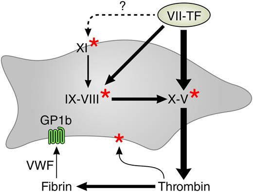 The procoagulant network. Arrows indicate activations. The thicker arrows are operative at higher tissue factor concentrations. Red stars indicate activation by thrombin. The gray surface represents the platelet, and the light green surface represents tissue factor–containing membrane from wounded tissue, microparticles, or blood-borne tissue factor. VWF, von Willebrand factor. The dotted arrow denotes unconfirmed tissue factor–mediated activation of factor XI.