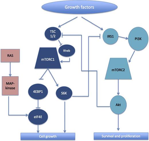 Simplified schema showing the interactions between mTORC1 and mTORC2, and associated pathways. The downstream effectors of mTORC1 include S6K and 4EBP1. When phosphorylated, 4EBP1 releases eIF4E, which then facilitates messenger RNA translation and contributes to cell growth. Activation of eIF4E also occurs via the ras/MAPK pathway. Among the key downstream effectors of mTORC2 is Akt, which suppresses apoptosis by inhibiting pro-apoptotic proteins and further promotes cell growth through activation of mTORC1 (via inhibition of TSC 1/2). The activation of mTORC1 also causes downregulation of mTORC2 by inhibition of IRS1 by S6K. 4EBP1, eukaryotic translation initiation factor 4E–binding protein 1; eIF4E, eukaryotic translation initiation factor 4E; IRS1, insulin receptor substrate 1; Rheb, ras homolog enriched in brain; S6K, ribosomal S6 kinase; TSC 1/2, tuberous sclerosis 1/2; PI3K, phosphatidylinositol 3-kinase.