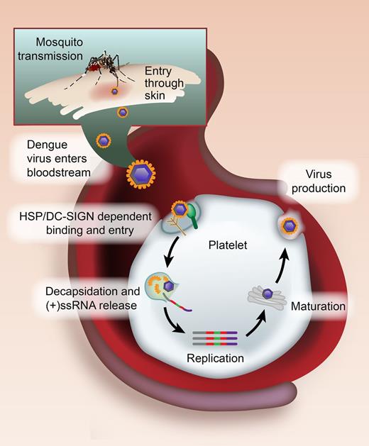 Model of DENV binding and replication by platelets. DENV belongs to the Flaviviridae family and is transmitted to humans by infected female mosquitoes of the Aedes genus. When an infected mosquito bites a human, DENV enters the bloodstream and binds to platelets via heparin sulfate proteoglycans (HSP) and DC-SIGN. Through mechanisms that are unresolved, the DENV enters into platelets and the viral particle is uncoated (decapsidation). This uncoating process releases the (+)ssRNA virus genome into the cytosol, where the (+)ssRNA directs the synthesis of viral proteins, and then the generation of a minus strand, which is transcribed into new plus-stranded molecules (replication). Nucleocapsid assembly and maturation ensue in the Golgi, leading to infectious virus production. See Figure 7 in the article by Simon et al that begins on page 378.