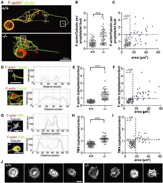 Figure 7. Tmod3−/− proplatelets have defects in F-actin and TM4 organization, and circulating Tmod3−/− platelets fail to organize an F-actin ring after spreading on collagen. (A) Immunofluorescence staining of F-actin (red) and α-tubulin (green) in proplatelet-forming Tmod3+/+ (top) and Tmod3−/− (bottom) fetal liver MKs. Bar, 20 µm. (B) Relative level of F-actin vs α-tubulin per proplatelet bud, calculated from fluorescence intensity ratios as in Figure 5. Tmod3+/+: 0.82 ± 0.44 (n = 51); Tmod3−/−: 1.72 ± 1.0 (n = 45). ***P < .001. (C) F-actin/tubulin intensity per proplatelet bud with respect to area. (D) High magnification images and representative line scans of α-tubulin (green) and F-actin (red) fluorescence in Tmod3+/+ and Tmod3−/− proplatelets. Bars, 5 µm. (E) F-actin cytoplasm vs cortex intensity per proplatelet bud. Tmod3+/+: 0.55 ± 0.17 (n = 50); Tmod3−/−: 1.47 ± 0.74 (n = 42). ***P < .001. (F) F-actin cytoplasm vs cortex intensity per proplatelet bud with respect to area. (G) High magnification images and representative line scans of TM4 (green), α-tubulin (blue), and F-actin (red) fluorescence in Tmod3+/+ and Tmod3−/− proplatelets. Bars, 5 µm. (H) TM4 cytoplasm vs cortex intensity per proplatelet bud. Tmod3+/+: 0.75 ± 0.17 (n = 60); Tmod3−/−: 1.17 ± 0.24 (n = 60). (I) TM4 cytoplasm vs cortex intensity per proplatelet bud with respect to area. (J) Rhodamine-phalloidin staining for F-actin in Tmod3+/+ (left) and Tmod3−/− (right) embryonic platelets spread on collagen for 30 minutes. Bar, 2 µm. Images are single optical sections acquired using a Zeiss LSM 780 confocal laser scanning fluorescence microscope with a 100× oil-immersion objective (N.A. 1.4) at zoom 1 (A) or zoom 3 (D,G,J). Fluorescence intensities of α-tubulin and F-actin in proplatelets (B-C) were determined using ImageJ software, with areas of proplatetets determined from α-tubulin staining as described in Figure 5. Ratios of cytoplasm to cortex staining intensities for F-actin and TM4 (E-F,H-I) were determined from intensities within small ∼0.5 μm diameter circles placed over the edge or middle of the proplatelet, using ImageJ software. Line scans of TM4 and F-actin signals across proplatelets were performed also with ImageJ software (D,G). Blue dotted lines indicate maximum x- and y-coordinate values of Tmod3+/+ data.