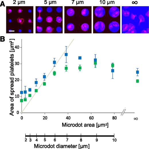 Figure 1. Platelet spreading is spatially regulated at the microscale. (A) Platelets (red, cell membrane stain) adhere and spread onto fibrinogen microdots (blue) fabricated via protein microcontact printing. On larger fibrinogen microdots (eg, 7 and 10 µm in diameter; “∞” denotes no geometric boundary), platelet spreading conforms to the microenvironmental geometric boundaries of the microdots with high fidelity. Decreasing the fibrinogen microdot size (eg, diameters of 2 and 5 µm), however, leads to platelet spreading beyond the geometric boundaries of the microdots. (B) This phenomenon is quantified by measuring the surface area of spread platelets on fibrinogen (blue) and collagen (green) microdots of different diameters. The gray line denotes the protein microdot area and diameters for reference. The scale bar = 5 µm. Error bars indicate standard error (SE).