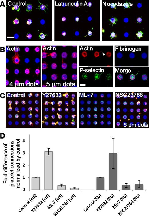Figure 5. The actin cytoskeleton mediates spatial regulation of platelet spreading and α-granule secretion in a Rac1- and Rho-dependent manner. (A) Latrunculin A inhibits platelet (red, cell membrane stain) spreading and P-selectin expression (green) beyond the microdot patterns, whereas nocodazole has no effect. (B) Phalloidin binding (red) shows thick bundles of filamentous actin (f-actin) at the geometric boundaries of the micropatterns and at platelet-platelet interconnections. The thick f-actin “rings” are observed on smaller microdots (4 µm), but f-actin is dispersed over the entire microdot region as microdot diameter increases (5 µm). P-selectin binding is mutually excluded from these thick f-actin bundles but colocalize with thinner strands of filopodial f-actin (arrow), where platelets extend beyond the microdot boundaries. (C) Platelets (red) adhere and spread onto 5-µm fibrinogen microdot arrays (blue). Platelets treated with Y27632 exhibit more spreading beyond the microdot boundaries and formed more platelet connections, whereas platelets treated with ML-7 and NSC23766 exhibit less spreading beyond the microdot boundaries and decreased platelet connections. F-actin bundles (green) are observed at platelet-platelet connections in the control condition and Y27632-treated platelets, but not in ML-7– and NSC23766-treated platelets, although actin stress fiber expression within the microdot boundaries appears intact. (D) Platelet-platelet connections on collagen (left) and fibrinogen (right) microdot arrays (2700-dot arrays per condition) were quantified and normalized by vehicle control. All conditions are significantly different compared with the controls (P < .0005) using the Mann-Whitney U test. All samples are permeabilized upon staining. The scale bars = 5 µm; error bars indicate SE.
