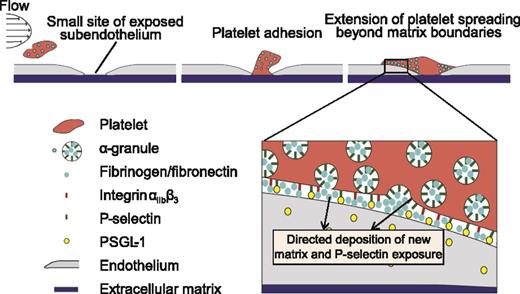 Figure 7. Proposed role of spatial regulation of platelet α-granule secretion in hemostasis and maintenance of endothelial integrity. As a platelet under flow (left) encounters and initially adheres to a small site of vascular injury (middle), α-granules will redistribute and exocytose their contents primarily in regions beyond the geometric boundaries of the exposed subendothelial matrix. This spatially regulated α-granule secretion results in platelet “self-deposition” of adhesive matrix proteins such as fibrinogen and fibronectin, high expression of P-selectin beyond the matrix boundaries, and increased cell membrane to extend the overall platelet spreading area (right). Adhesion in those regions likely involves integrin αIIbβ3 redistribution and activation as well as P-selectin binding to PSGL-1 on the endothelial cell surface (zoomed in).