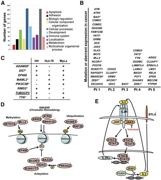 Figure 3. Specific mutations and the pathways affected. (A) The number of genes in defined biological pathways with mutations in MF. (B) Genes known to have a role in cancer that were identified as mutated in MF tumor patient (Pt) samples. Genes with an asterisk denote that 2 patients had mutated that gene. (C) Genes known to have a role in cancer that were identified as mutated (+) in 2 or more CTCL cell lines. Underlined genes indicate the mutation is identical between cell lines. Genes with asterisks indicate the mutation is identical in the CCLE. (D) Mutations in genes that function in epigenetic modification and chromatin remodeling were identified in patient samples (red asterisk) and cell lines (blue asterisk). Ac, acetylation; Me, methylation; P, phosphorylation; Ub, ubiquitination. (E) Mutations in genes that function in the IL-2 cytokine pathway were identified in patient samples (red asterisk) and cell lines (blue asterisk).
