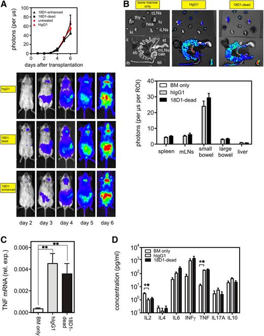 Figure 2. Treatment of allo-HCT recipients with the ADCC-defective anti-Fn14 mAb variant 18D1-dead does not affect donor T-cell target organ infiltration and cytokine production. Lethally irradiated Balb/c (H-2d) mice were transplanted with 5 × 106 B6 (H-2b) BM cells alone or together with 1 × 106 enriched B6.L2G85.CD90.1 (H-2b) T cells. Mice of the latter group were treated daily with 100 µg of 18D1-dead or an irrelevant hIgG1 control antibody for 6 days. All mice (n = 5 per group) were then euthanized for ex vivo assessment of T-cell expansion, cytokine production, and cell death induction in the GI tract. (A) In vivo bioluminescence imaging of B6.L2G85.CD90.1 (H-2b) cells in transplanted antibody-treated mice. Bioluminescence was imaged at indicated time points and light emission of donor T cells quantified. The upper panel shows the average light emission from ventral view and the lower panels show images from 1 representative mouse of each group. (B) Internal organs were analyzed ex vivo for donor T-cell–derived bioluminescence activity. Bioluminescence images of the organs of 1 representative mouse of each group are shown in the upper panel. The organ-derived averaged emissions are shown in the lower panel. (C) Large bowel biopsies of 18D1-dead and control hIgG1-treated GVHD mice and of untreated control mice were analyzed by qPCR for TNF expression. (D) Concentrations of various cytokines in serum were determined with the help of a cytometric bead array. Mean ± SEM. **P ≤ .01. cae, cecum; cLN, cervical lymph nodes; hea, heart; iLN, inguinal lymph nodes; ki, kidney; lb, large bowel; li, liver; lu, lung; mLN, mesenteric lymph nodes; sb, small bowel; sp, spleen; st, stomach; thy, thymus.