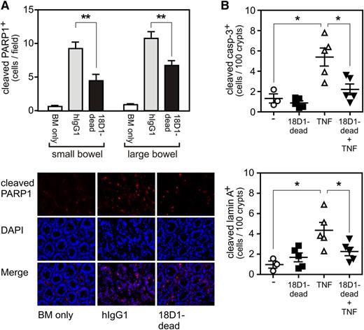 Figure 3. The ADCC-defective anti-Fn14 mAb variant 18D1-dead reduces allo-HCT–triggered and TNF-induced cell death of GI cells. (A) 3 µm intestinal tissue sections from mice shown in Figure 2 were analyzed by immunohistochemistry with a cleaved PARP1-specific antibody. Upper panel: graphic evaluation of apoptotic cells per field. Lower panel: representative photomicrographs. (B) Balb/c (H-2d) were injected with 18D1-dead (200 µg in PBS), murine TNF (10 µg in PBS), a mixture of both, or with saline. After 6 hours, the mice were euthanized and small intestinal tissues were analyzed by immunohistochemistry for the presence of apoptotic cells with anticleaved caspase-3 (upper panel) and anticleaved lamin A-specific antibodies (lower panel). Mean ± SEM. *P ≤ .05; **P ≤ .01.