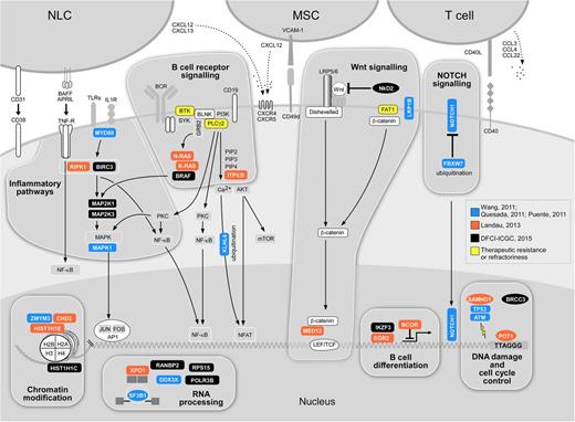Figure 2. Putative core cellular pathways affected by significantly mutated genes in CLL. Blue-genes identified from CLL series by Wang et al,6 Puente et al,8 and Quesada et al9 (n = 4 to 105 samples); orange-genes identified by Landau et al (n = 160 subjects)12; black-genes affected by 262 subjects23; yellow gene mutations identified in relationship to drug resistance.43,44 Several of the affected pathways likely serve as an important bridge with the microenvironment, which is of particular importance in CLL (crucial actors of the CLL microenvironment are represented by NLCs, MSCs, and T cells. NLCs, nurse-like cells; NF-κB, nuclear factor-κB; MSCs, marrow stroma cells; mTOR, mammalian target of rapamycin; TLR, toll-like receptor.