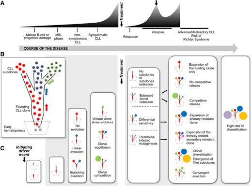 Figure 3. Heterogenous evolutionary trajectories through CLL course and therapeutic intervention. (A) Typical CLL disease course; (B) phylogenetic tree of CLL leukemogenesis (each arrow represents the acquisition of a genetic event); (C) evolution of the CLL phylogenetic tree at various stages of the CLL disease course.12,48,58-61